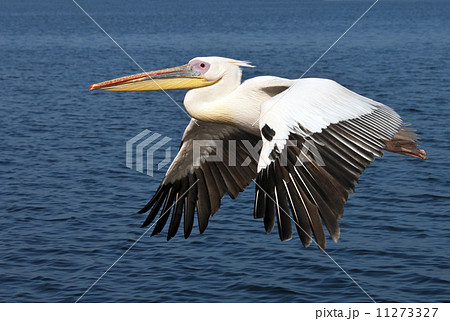 Great White Pelican 11273327