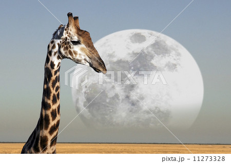 Moon rising over a Giraffe in Etosha National Park in Namibia 11273328