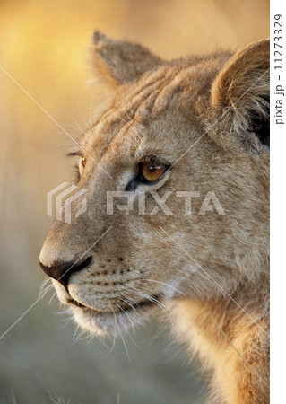 Lioness - Okavango Delta in Botswana Lioness - Okavango Delta in Botswana 11273329
