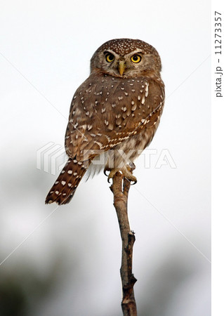 Pearl-Spotted Owlet (Glaucidium perlatum) - Botswana 11273357