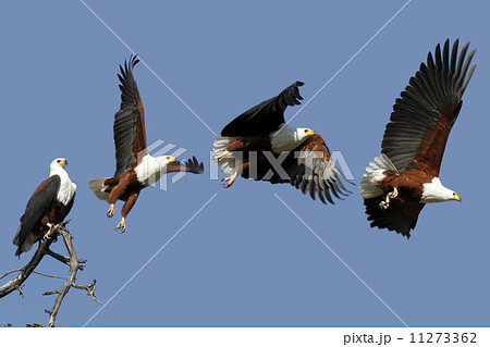 African Fish Eagle in Chobe National Park in Botswana 11273362