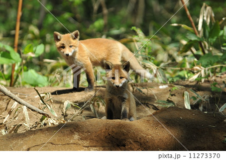 子ギツネ 11273370