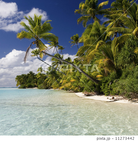 Tropical Paradise - The Cook Islands 11273442