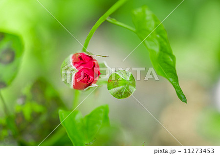 Red rose bud in the blossom garden Red rose bud in the blossom garden 11273453