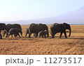 アフリカゾウの群１ 11273517