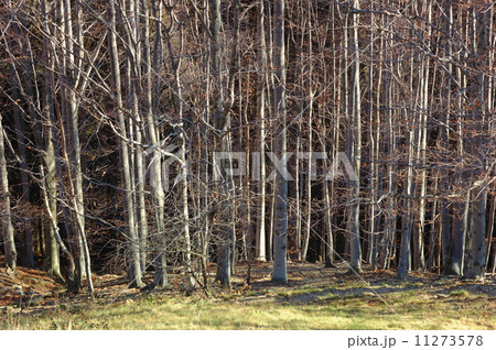 Autumn Forest 11273578