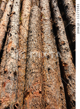 Stack of wood 11273581