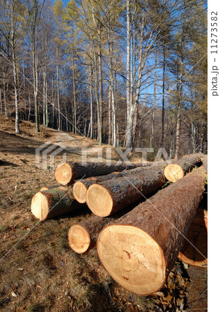 Stack of wood 11273582