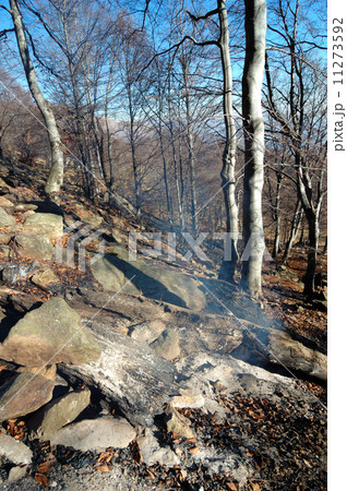 Burned forest 11273592