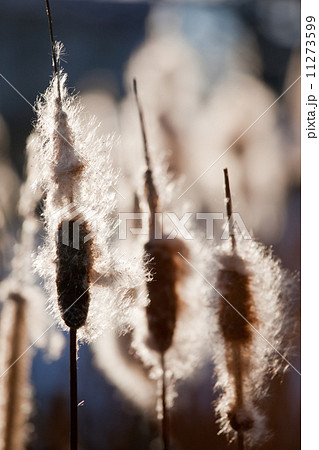 Cattails 11273599