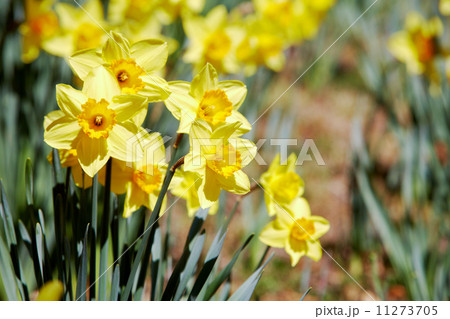 Yellow daffodils 11273705