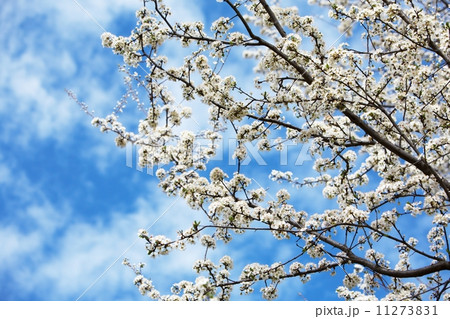 Easter flowers 11273831