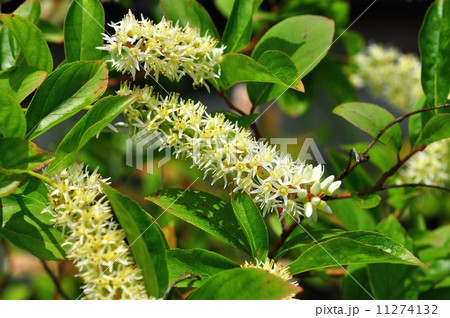 コバノズイナ 11274132