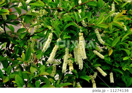 コバノズイナ コバノズイナ 11274136