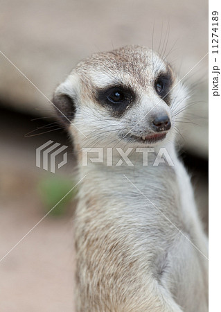 Meerkat looking alert at something 11274189