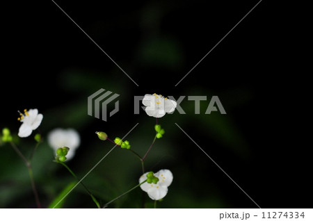 ブライダルベール ブライダルベール 11274334