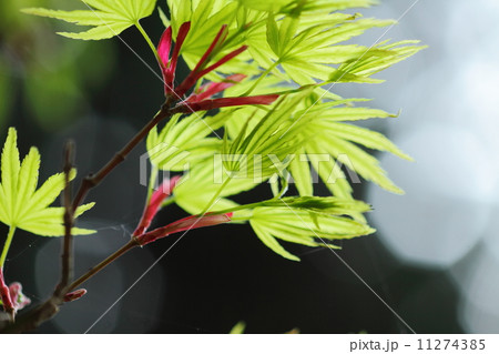 もみじの新芽 もみじの新芽 11274385