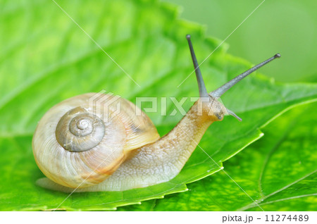 カタツムリ 11274489