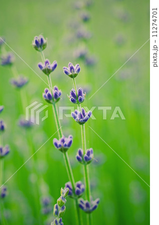 Lavender flowers 11274701