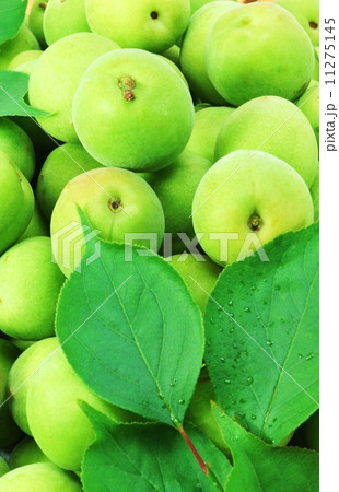 初夏の背景素材・採れたて未洗の青梅と梅の葉・俯瞰縦位置 初夏の背景素材・採れたて未洗の青梅と梅の葉・俯瞰縦位置 11275145