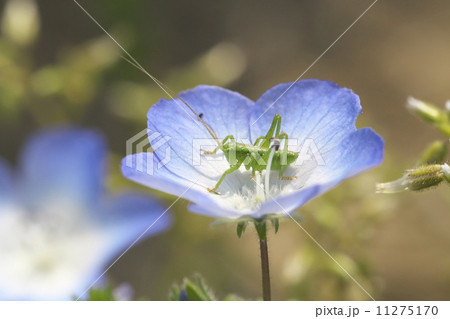 ヤブキリ 11275170