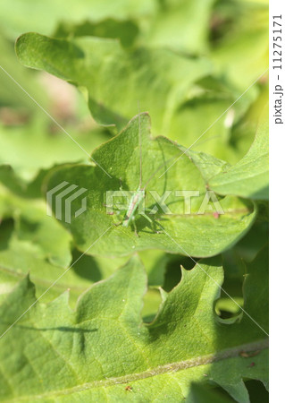 ヤブキリ 11275171