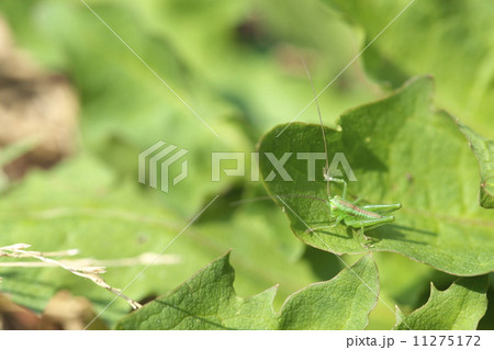 ヤブキリ ヤブキリ 11275172