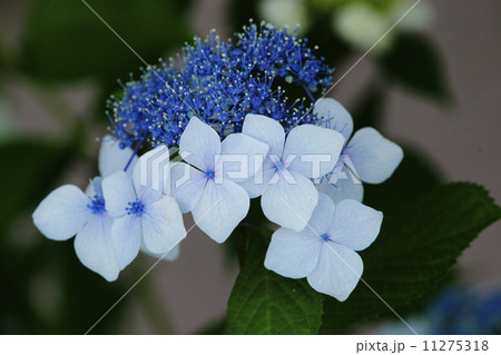 紫陽花 11275318