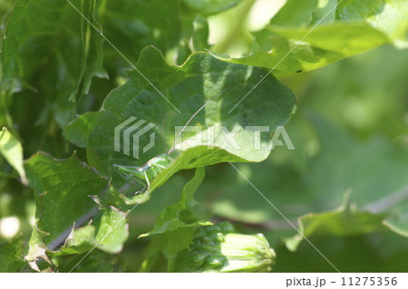 ヤブキリ 11275356