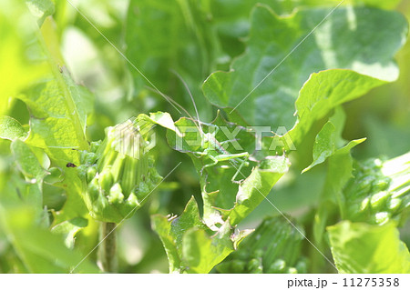 ヤブキリ 11275358