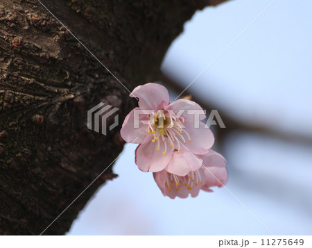 椿寒桜 11275649