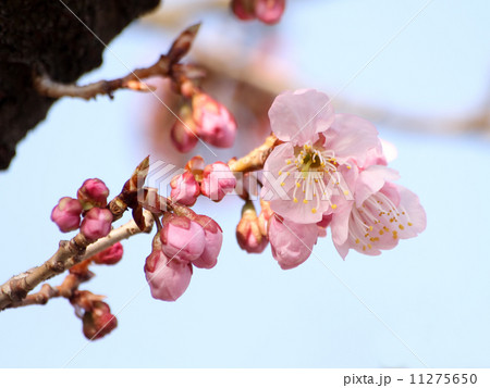 椿寒桜 椿寒桜 11275650