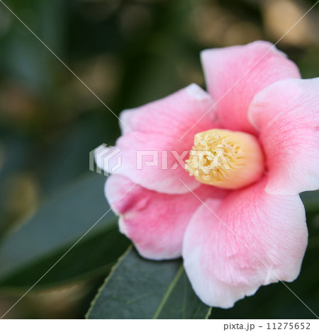 覆輪侘助 11275652