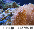 イソギンチャク 11276046
