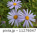 チョウセンヨメナ【キク科】 11276047