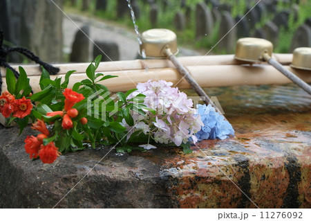 紫陽花のある手水 11276092