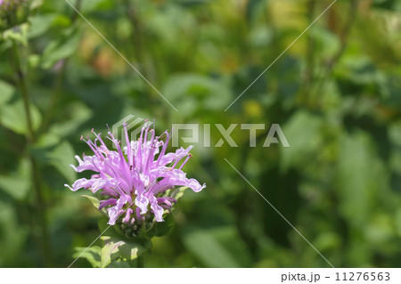 モナルダの花 11276563