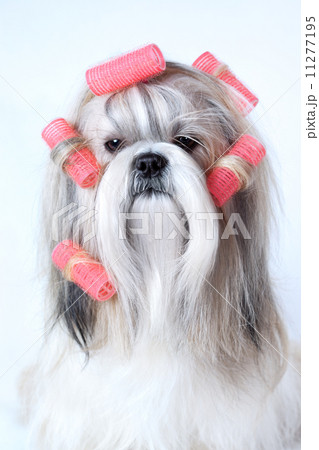 Shih tzu dog 11277195