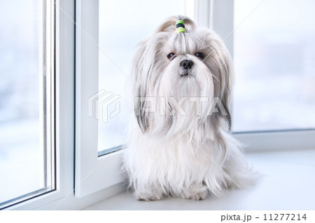 Shih tzu dog 11277214