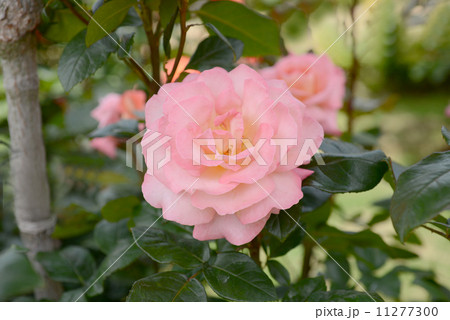 ポールシャビール 11277300