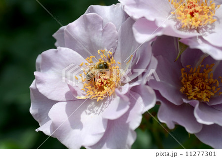 ペーパームーンとミツバチ 11277301