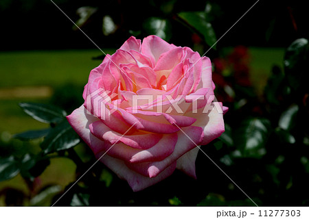 プリンセス ドゥ モナコ プリンセス ドゥ モナコ 11277303