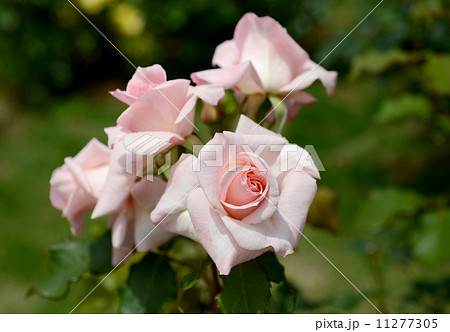 ブライダルピンク ブライダルピンク 11277305