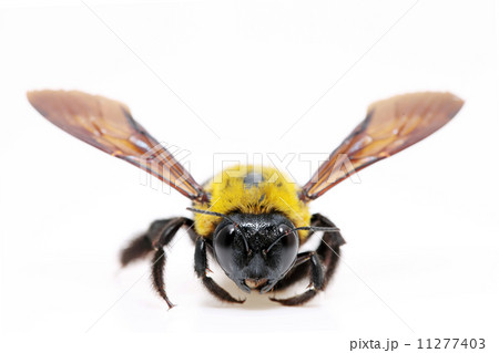 クマバチ クマバチ 11277403
