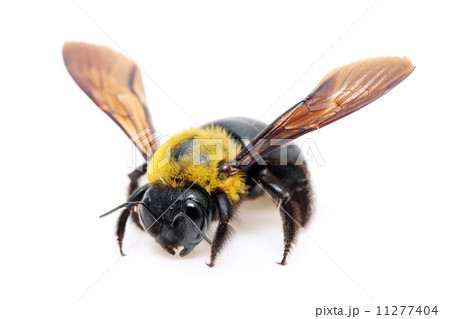 クマバチ クマバチ 11277404