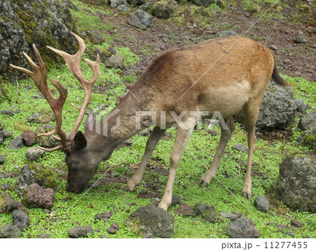 草を食べる鹿 草を食べる鹿 11277455