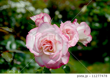 ニコール ニコール 11277478