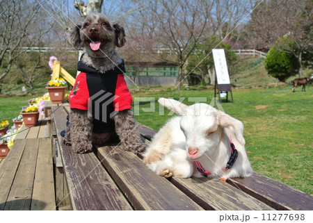 イヌとヤギ 11277698