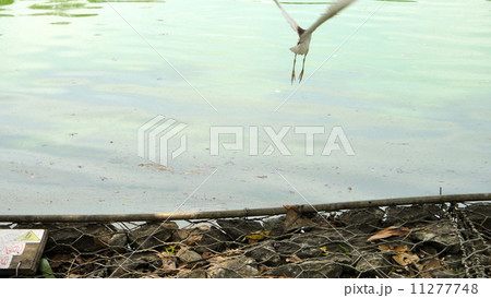 飛ぶ鳥跡を濁さずの写真素材