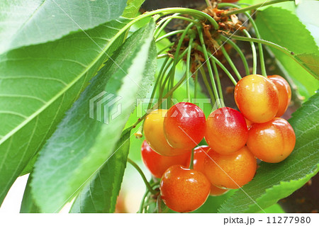 サクランボ狩り サクランボ狩り 11277980